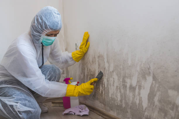 Hallandale Beach, FL Mold Removal Company