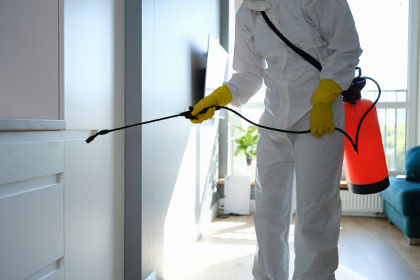 Best Mold Removal Near Me  in Hallandale Beach, FL