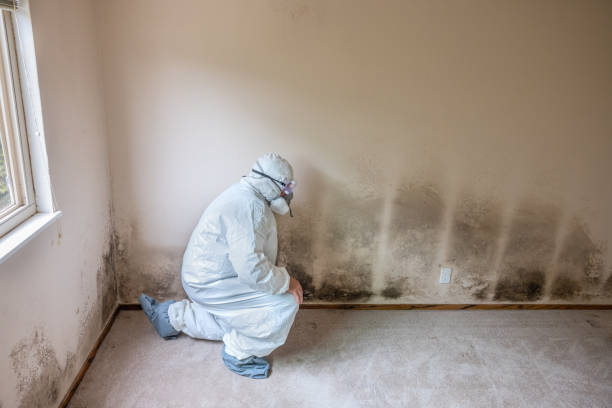 Best Attic Mold Removal  in Hallandale Beach, FL