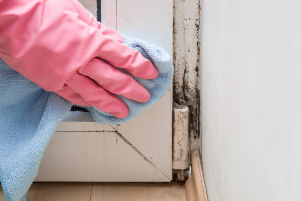 Best Mold Removal and Inspection  in Hallandale Beach, FL